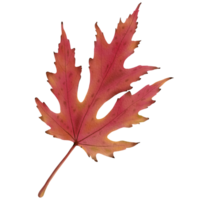 Cute Watercolor Fall Clipart - Download Cozy Autumn Illustration png