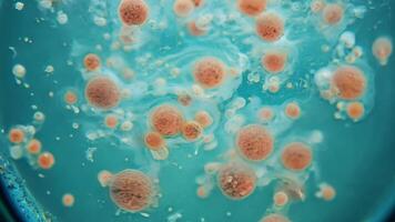 Through the microscope lens tiny microorganisms swim and multiply in a nutrientrich broth powering the biotech production line.. video
