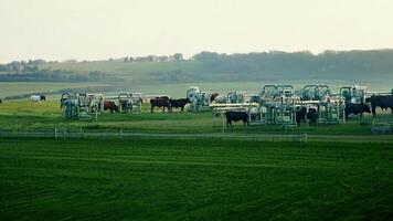 Dairy farm with cows grazing in the pasture There is a milking machine. video