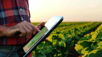 A man is using a tablet to look at a field of green plants video