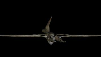 Pteranodon Dinosaur in Rotation on Black Background video