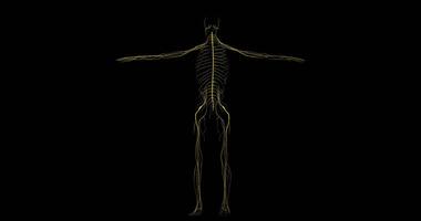 Recreation of the nervous system in human body in rotation over black background video
