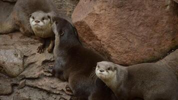 Otters in a zoo. Asian small-clawed otter - Aonyx cinerea - Amblonyx cinereus video
