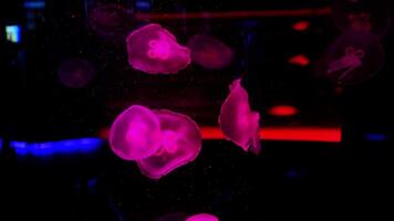 Stunning translucent jellyfish swimming around in a deep blue and red fish tank. Umbrella shaped aquatic creature floating in aquarium video