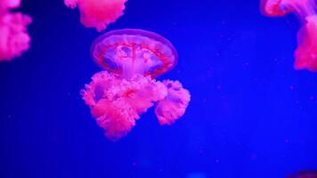 Stunning translucent jellyfish swimming around in a deep blue fish tank. Umbrella shaped aquatic creature floating in aquarium. Animal with tentacles to catch prey or to defend it self from predators. video