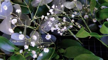 Wedding table decoration, green eucalyptus branches and small branches of gypsophila. video