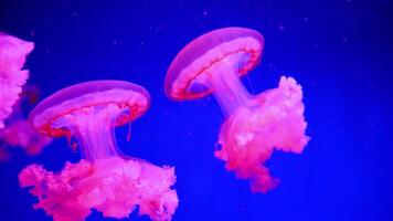 Stunning translucent jellyfish swimming around in a deep blue fish tank. Umbrella shaped aquatic creature floating in aquarium. Animal with tentacles to catch prey or to defend it self from predators. video