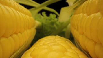 Three ears of corn are shown up close, with the focus on the kernels of the ear in the center. The captures vibrant yellow color of the kernels and the intricate details of the cobs structure video