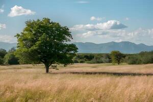 Vast open field with golden grasses and solitary tree, serene backdrop photo