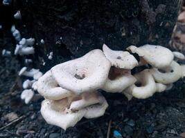 Tree mushrooms that appear on rotting shoots photo