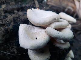 Tree mushrooms that appear on rotting shoots photo