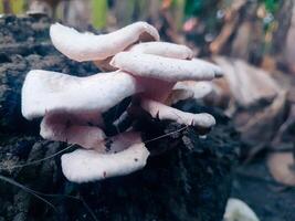 Tree mushrooms that appear on rotting shoots photo