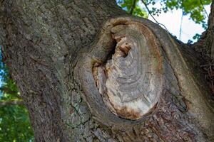 tree trunk with a hole in it photo