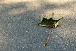 leaf is laying on the ground, with a red stem sticking out of it photo