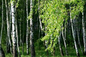 branch of a birch tree with young foliage photo