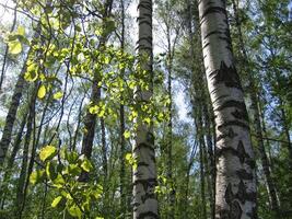 Birch trees and green leaves in a summer forest photo