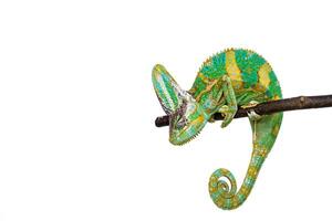 Cute funny chameleon - Chamaeleo calyptratus on a branch photo