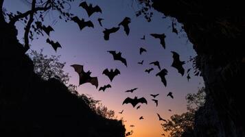 A bat flying in the sky with a sunset in the background photo