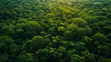 A lush green field with trees in the background photo