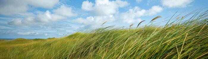 A field of tall grass with a clear blue sky in the background photo