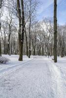 Trees in Snow in a Park in Winter photo