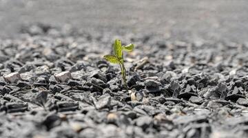 Small green tree broke the gray asphalt and grew out of it. close up photo of a small strong sprout breaking through a stone