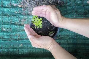 Top view of a man holding green seedlings on the soil Space for text photo