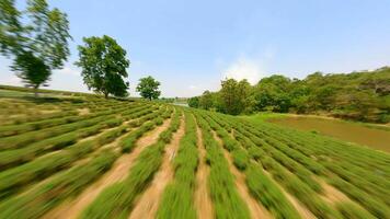 Dynamic FPV drone flight over tea plantation in Chiang Rai, Thailand. video