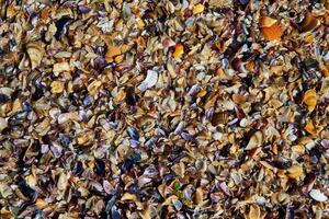 Texture of brown small shell. Small seashells background, Template. Soft focus photo