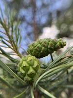 Closeup of Common Evergreen Pine Branch. Detailed Macro Background of Coniferous Tree with Fresh Green Needles and Cones. High quality photo