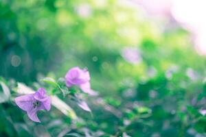 summer background. Blue violet flower in the garden. photo