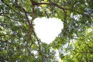 Concept or conceptual heart shape symbol made of forest tree branches over a blue sky background as romantic frame. A metaphor to love. photo