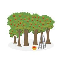 Apple orchard with basket of apples. The harvest of apples. vector