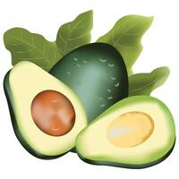 Realistic Avocado Fruit and Leaves vector