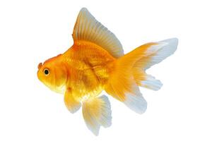Gold Fish Isolated on White Background photo