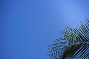 Trees and bright sky for background. photo