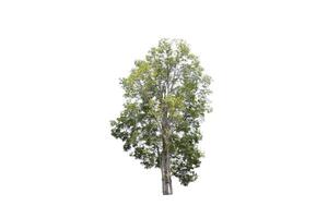 Tree on isolated white background, tropical tree isolated used for design, advertising and architecture photo