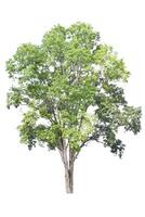 Trees on isolated white background, tropical trees isolated used for design, advertising and architecture photo