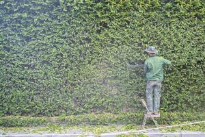 Man is cutting trees in the park. Professional gardener in a uniform cuts bushes with clippers. Pruning garden, hedge. Worker trimming and landscaping green bushes. Hard work in the garden. Clipper. photo