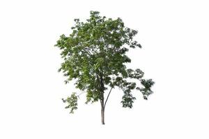 The tree is the most important thing in the world, Isolated on White Background photo