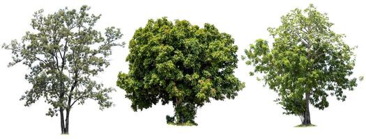 Three trees are the most important thing in the world, Isolated on White Background photo