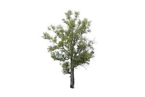 The tree is the most important thing in the world, Oxygen Production, Temperature control, Balance with nature, Beautiful, Cut-tack, Isolated on White Background photo