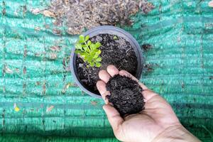Hands of the men were planting the seedlings into the ground to dry. photo