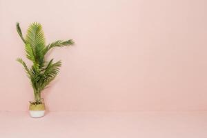 Palm tree is set on the orange background, There is space for placing advertising text photo
