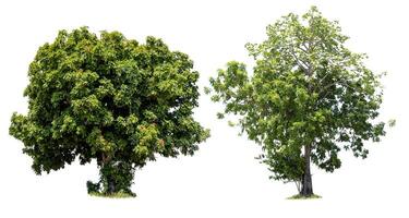 Trees isolated on white background, tropical trees isolated used for design, advertising and architecture photo