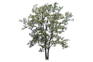 The tree is the most important thing in the world, Oxygen Production, Temperature control, Balance with nature, Beautiful, Cut-tack, Isolated on White Background photo