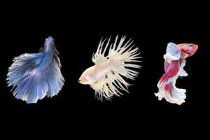 Betta fish Sparkling, three siamese fighting fish, betta splendens Halfmoon betta photo