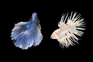 Betta fish Sparkling, two siamese fighting fish, betta splendens Halfmoon betta photo