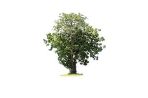 The tree is the most important thing in the world, Oxygen Production, Temperature control, Balance with nature, Isolated on White Background photo