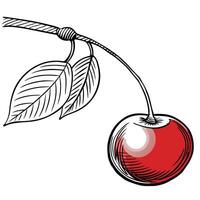 cherry on a branch vector